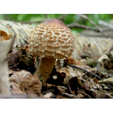 Мицелий Гриба-зонтика краснеющего / Гриб-зонтик лохматый (Chlorophyllum rhacodes)